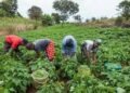 World Bank Nigeria agriculture project supporting smallholder farmers