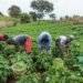 World Bank Nigeria agriculture project supporting smallholder farmers