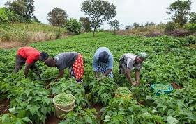 World Bank Nigeria agriculture project supporting smallholder farmers