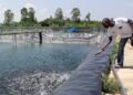 Fish farming