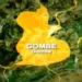 Gombe