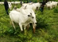 Kogi