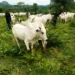 Kogi