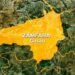 Zamfara
