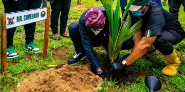 tree planting
