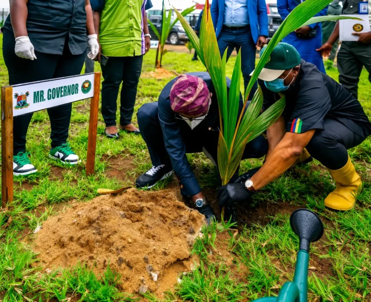 tree planting