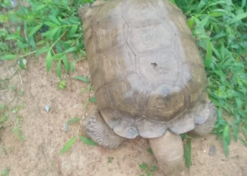 Tortoise