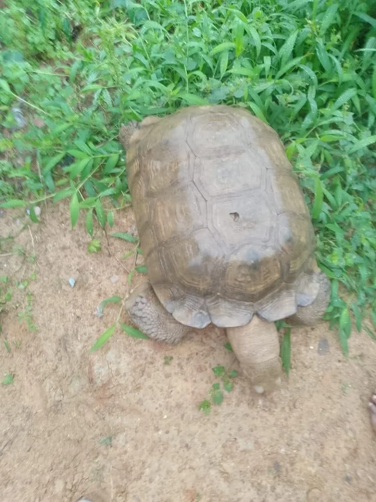 Tortoise