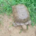 Tortoise